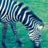 Zebra1990 avatar