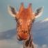 Profile picture for user LizzyP